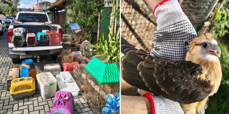 Instituto Ambiental é alvo de operação com resgate de 93 animais em Búzios