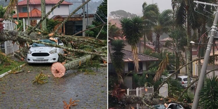Praça é parcialmente interditada em Nova Friburgo após risco de queda de árvores Praça é parcialmente interditada em Nova Friburgo após risco de queda de árvores