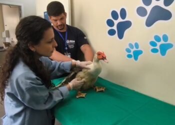 Patos e ganso resgatados após furto voltarem ao laguinho do Parque Guinle nesta terça-feira