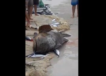 Pescadores capturam peixes ameaçados de extinção e devolvem ao mar em Arraial