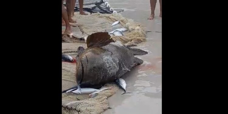 Pescadores capturam peixes ameaçados de extinção e devolvem ao mar em Arraial