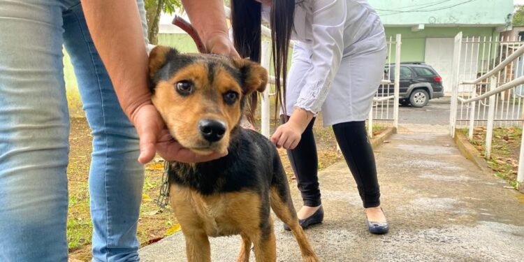 Cidades do Sul do Rio e Costa Verde realizam campanha de vacinação antirrábica neste final de semana