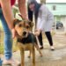 Cidades do Sul do Rio e Costa Verde realizam campanha de vacinação antirrábica neste final de semana Cidades do Sul do Rio e Costa Verde realizam campanha de vacinação antirrábica neste final de semana