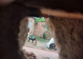 VÍDEO: ‘Serial killer’ pressa diz que também matou cães; polícia de SP apura se ela envenenou 14 animais