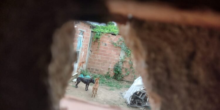 VÍDEO: ‘Serial killer’ pressa diz que também matou cães; polícia de SP apura se ela envenenou 14 animais