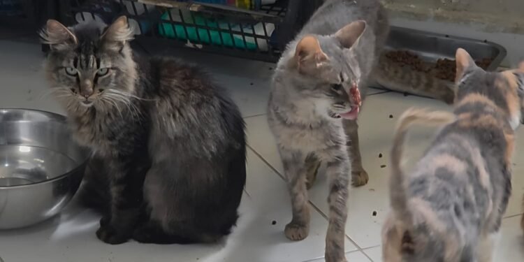 Trezentos animais são resgatados de abrigo em Vargem Grande após denúncia de maus-tratos