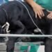 Cachorro baleado em megaoperação no Rio ganha alta Cachorro baleado em megaoperação no Rio ganha alta