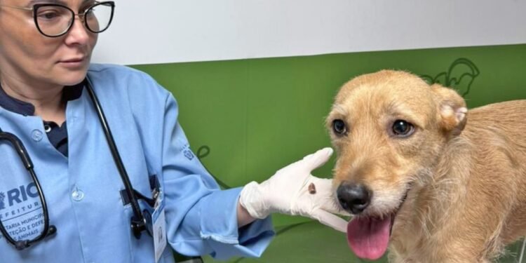 Quatro cães são baleados no RJ no fim de semana; 2 morreram Quatro cães são baleados no RJ no fim de semana; 2 morreram