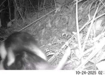 VÍDEO: Tamanduá-mirim é flagrado levando filhote nas costas no Parque Estadual da Pedra Selada