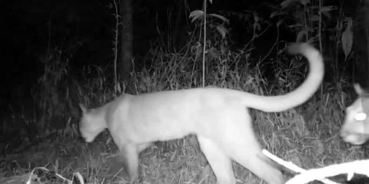 Trio de onças-pardas é flagrado em unidade de conservação estadual no RJ Trio de onças-pardas é flagrado em unidade de conservação estadual no RJ