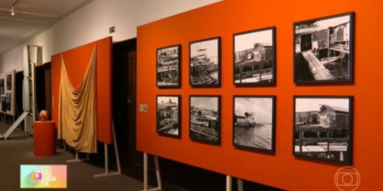 Exposição no CCBB mostra a importância e riqueza dos manguezais
