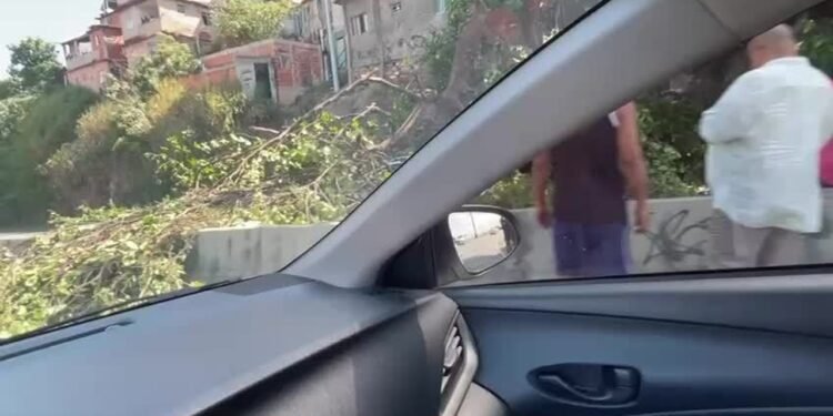 Queda de uma árvore interdita à autoestrada Grajaú-Jacarepaguá