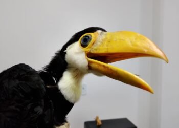 Filhote de tucano é resgatado na escola de Barra Mansa
