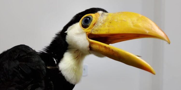 Filhote de tucano é resgatado na escola de Barra Mansa
