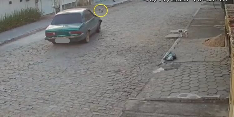 Cachorro morre atropelado após motorista fazer cavalo de pau em Campos