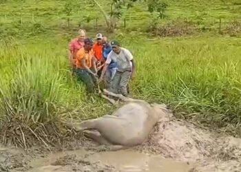 Cavalo cai de telhado e outro é resgatado de atoleiro no Noroeste Fluminense