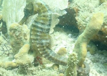 Cavalo-marinho-de-focinho-longo volta a aparecer em Búzios após anos