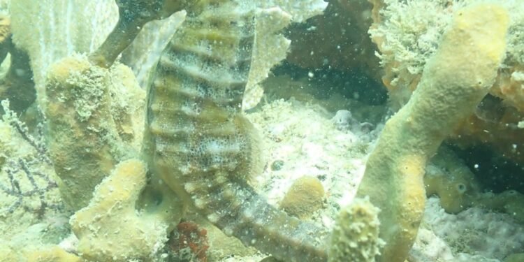 Cavalo-marinho-de-focinho-longo volta a aparecer em Búzios após anos