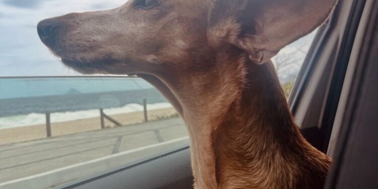 Polícia investiga apreensão de cadeia em elevador de prédio no Leblon, Zona Sul do Rio