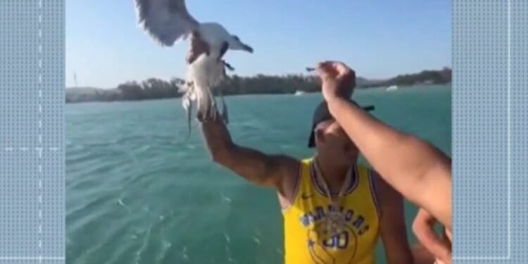 Polícia conclui investigação contra influenciador que agarrou gaivota durante passeio de lancha em Cabo Frio