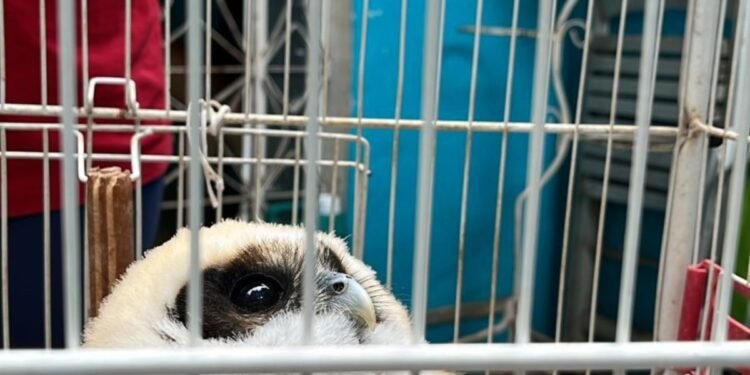 Coruja da espécie Murucututu é resgatada em Bento Ribeiro