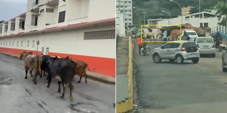 Secretaria de Segurança Pública apreende animais de grande porte soltos nas vias de Itaperuna