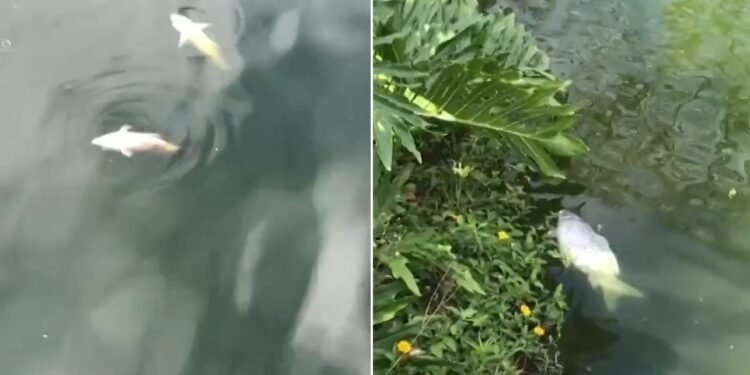 Mortandade de peixes preocupa moradores de Lumiar, em Nova Friburgo