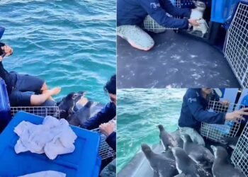 Pinguins são devolvidos ao mar após reabilitação em Arraial do Cabo