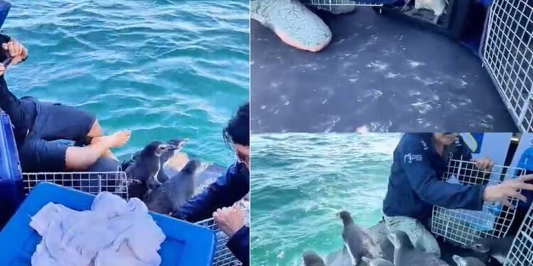 Pinguins são devolvidos ao mar após reabilitação em Arraial do Cabo