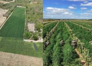 Mais de 200 milhões de pés de maconha destruídos na Bahia foram encontrados com auxílio de drones