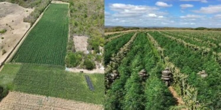 Mais de 200 milhões de pés de maconha destruídos na Bahia foram encontrados com auxílio de drones
