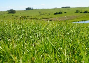 Pecuária que preserva, cacau que refloresta: como o dinheiro do clima chega ao campo