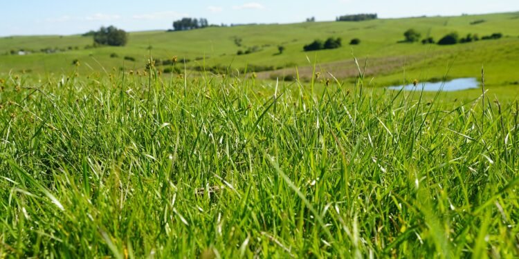 Pecuária que preserva, cacau que refloresta: como o dinheiro do clima chega ao campo Pecuária que preserva, cacau que refloresta: como o dinheiro do clima chega ao campo