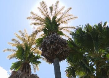 Palmeiras raras florescem no Rio após mais de meio século
