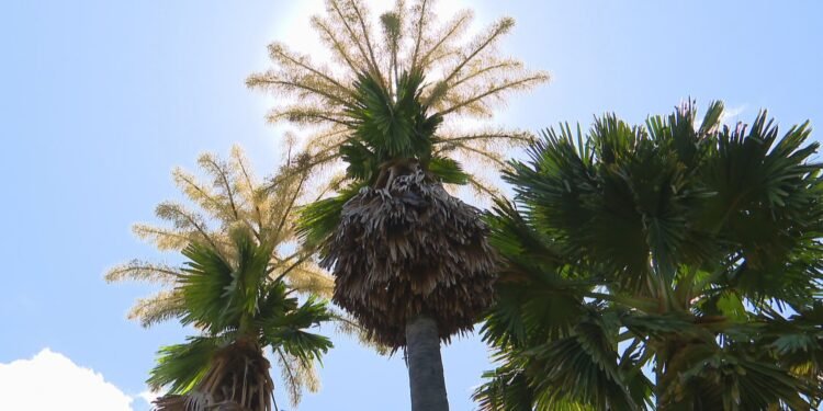 Palmeiras raras florescem no Rio após mais de meio século Palmeiras raras florescem no Rio após mais de meio século