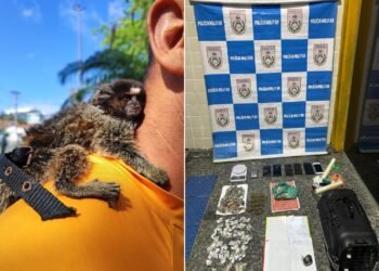 Macaco preso em cativeiro é resgatado durante operação contra o tráfico em Cabo Frio