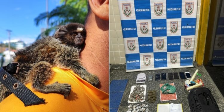 Macaco preso em cativeiro é resgatado durante operação contra o tráfico em Cabo Frio