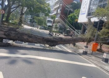 Queda de árvore interdita Av. Borges de Medeiros, na Lagoa