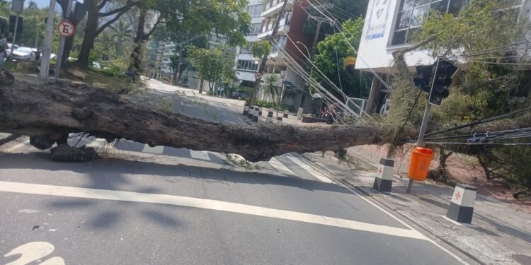 Queda de árvore interdita Av. Borges de Medeiros, na Lagoa Queda de árvore interdita Av. Borges de Medeiros, na Lagoa