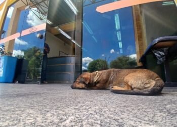 Homem é indicado após abandonar cachorro em Barra Mansa