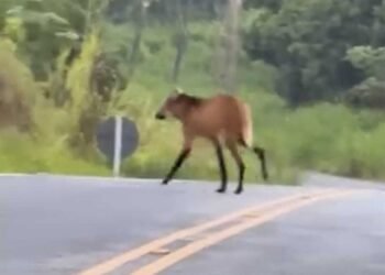 VÍDEO: Lobo-guará é visto na Serrinha do Alambari, em Resende