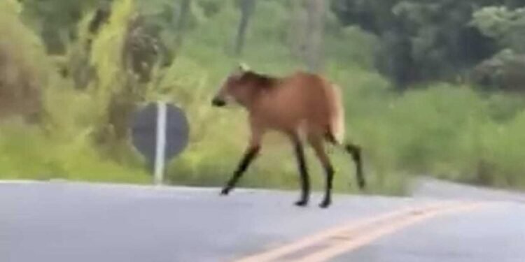 VÍDEO: Lobo-guará é visto na Serrinha do Alambari, em Resende