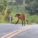 VÍDEO: Lobo-guará é visto na Serrinha do Alambari, em Resende
