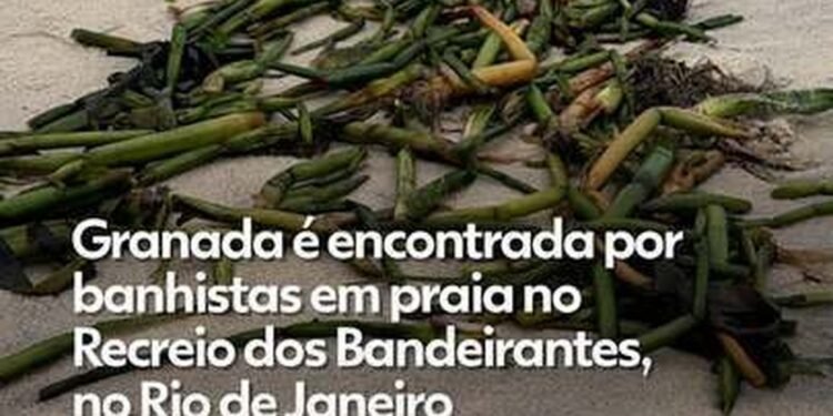Granada é encontrada por banhistas na praia do Recreio Granada é encontrada por banhistas na praia do Recreio