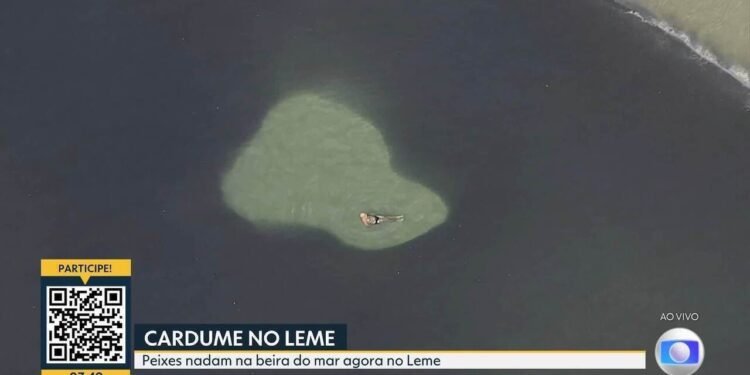 Banhistas nadam no meio de cardumes na Praia do Leme