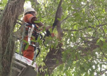 Prefeitura lança ‘comensômetro’, plataforma para monitorar compensações ambientais, mas especialistas veem falhas