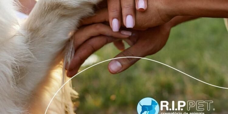 Como escolher um serviço funerário pet com segurança no Sul Fluminense