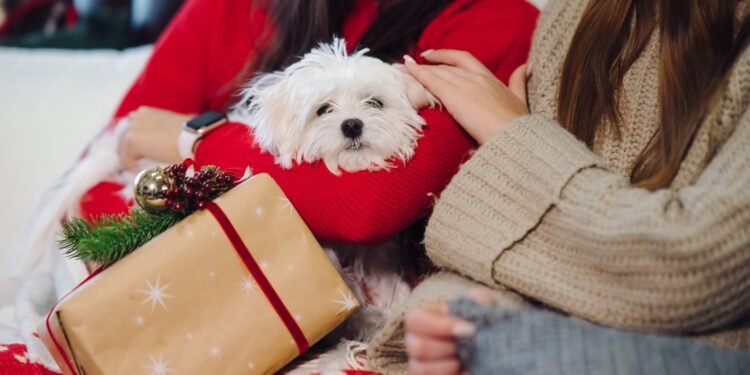 Cuidados para manter os pets seguros durante o Réveillon