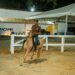 Paracambi recebe Exposição Especializada Natalina de Mangalarga Marchador até sábado Paracambi recebe Exposição Especializada Natalina de Mangalarga Marchador até sábado