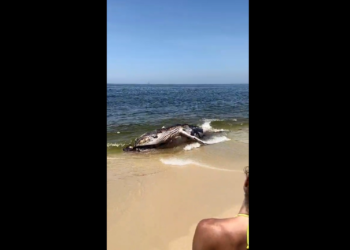 Baleia aparece morta na praia de Maricá
